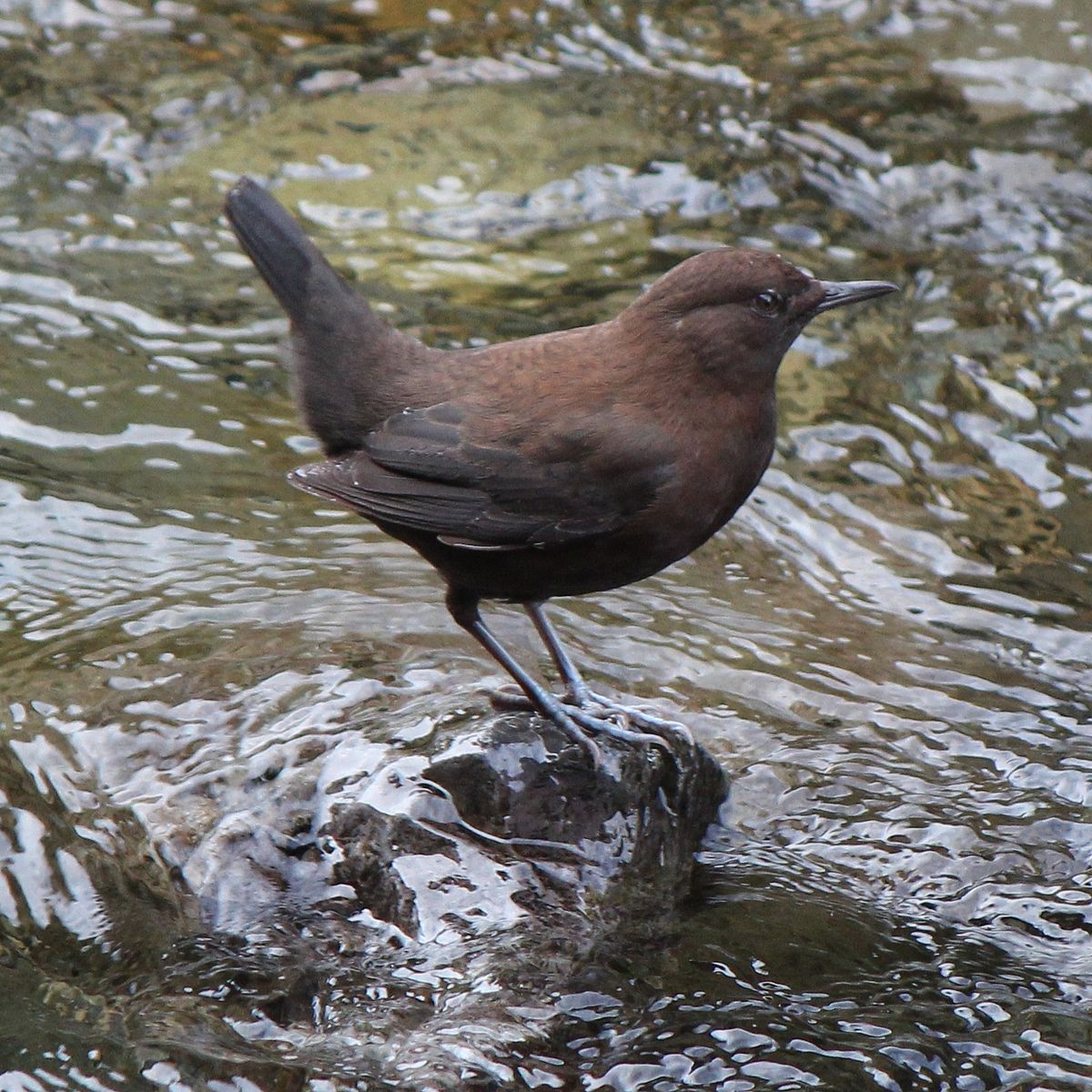 Brown dipper